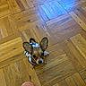 Molly is registered to the contest to win money with this photo: animal, brown, companion, cute, dog, domestic, ears, flooring, footwear, furry, home, indoors, looking_up, parquet, patterned, pet_clothing, slippers, small_dog, tiny, wooden_floor