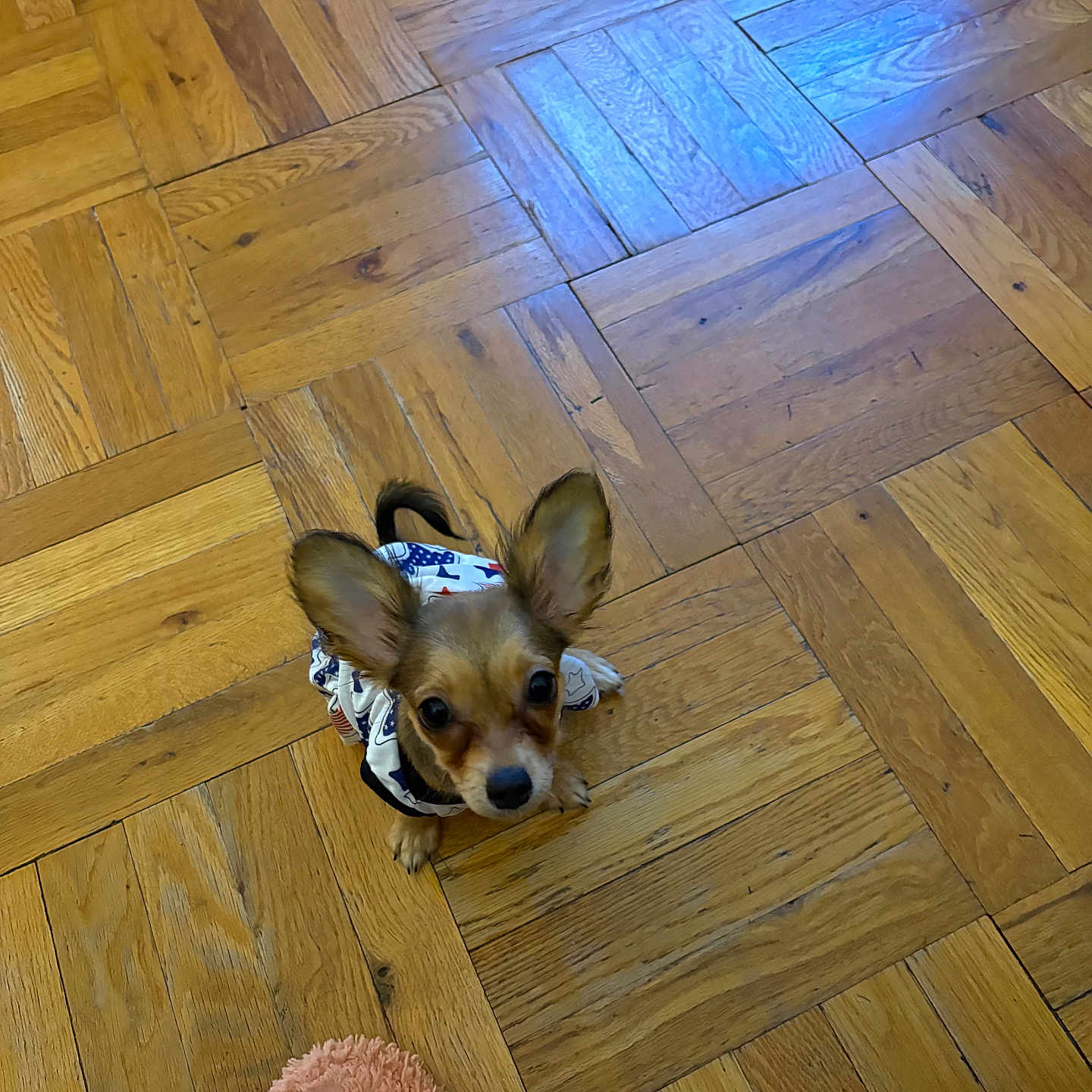 Molly