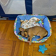 Molly is registered to the contest to win money with this photo: animal, blanket, brown_dog, colorful, cozy, cute, dog, ears_up, floor, indoor, looking_up, pet_bed, playful, puppy, relaxing, resting, small_dog, toy, wooden_floor, young_dog