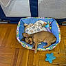 animal, blanket, brown_dog, colorful, cozy, cute, dog, ears_up, floor, indoor, looking_up, pet_bed, playful, puppy, relaxing, resting, small_dog, toy, wooden_floor, young_dog