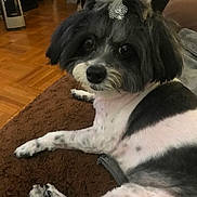 China is registered to the contest to win money with this photo: dog, black_and_white, pet, indoor, blanket, fur, cute, accessory, topknot, laying_down, floor, cozy, furniture, brown, animal, paw, looking_at_camera, companion, domestic_animal, relaxed