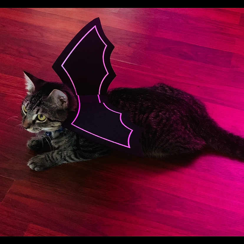 Karl is registered to the contest to win money with this photo: animal, bat_wings, brown_floor, cat, collar, costume, cute, domestic_cat, ears, eyes, feline, indoor, lying_down, pet, playful, purple_light, tabby, tail, whiskers, wooden_floor