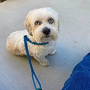 Sky is registered to the contest to win money with this photo: animal, blue_eyes, canine, companion, curious, cute, dog, domestic_animal, fluffy, human_leg, jeans, leash, looking_up, outdoor, pet, sidewalk, sitting, small_dog, walking, white_dog