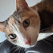 Chicky is registered to the contest to win money with this photo: cat, pet, curious, closeup, whiskers, ears, leather, feline, animal, indoor, face, portrait, looking, cute, mammal, texture, nose, eye, fur, background