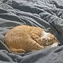 Cheeto joined the competition — help win amazing prizes! animal, bed, blanket, cat, comfort, cozy, curled_up, cute, domestic_cat, feline, fur, indoor, orange_cat, pet, relaxation, resting, sleeping, soft, warm, white_cat