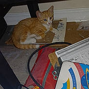 Cheeto is registered to the contest to win money with this photo: box, cardboard, cat, clutter, cord, curious, cute, floor, indoor, kitten, looking_up, messy, orange_cat, papers, pet, resting, small_animal, table_leg, white_cat, young_cat