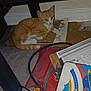 box, cardboard, cat, clutter, cord, curious, cute, floor, indoor, kitten, looking_up, messy, orange_cat, papers, pet, resting, small_animal, table_leg, white_cat, young_cat