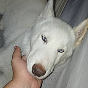 Casper joined the competition — help win amazing prizes! affection, animal, bed, blanket, blue_eyes, close_up, dog, ears, fur, hand, indoor, paw_not_visible, person, pet, resting, skin, snout, tattoo, white_dog, wrist