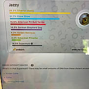Jazzy is registered to the contest to win money with this photo: mixed_breed, dog, breed_results, bar_chart, percentages, embark, jazzy, circular_thumbnail, screen_photo, glare, reflection, colorful_bars, white_background, informational, text, website, small_dog_photo, statistics, document, indoor