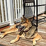 Jazzy joined the competition — help win amazing prizes! dog, german_shepherd, pet, deck, wood_deck, railing, fence, outdoor, sunny, collar, tag, tongue, panting, resting, paws, fur, shadow, chair, porch, home_exterior