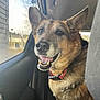 dog, pet, car_interior, window, happy, tongue_out, collar, ears, close_up, brown_fur, portrait, seat, seatbelt, nose, teeth, reflection, sitting, vehicle, daylight, friendly