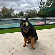Ahya participe au concours pour gagner de l'argent avec cette photo : dog, sunglasses, outdoor, patio, tile_floor, cloudy_sky, greenery, fence, sitting, black_and_brown, pet, canine, cool, accessory, reflection, summer, leisure, portrait, companion, funny