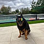 dog, sunglasses, outdoor, patio, tile_floor, cloudy_sky, greenery, fence, sitting, black_and_brown, pet, canine, cool, accessory, reflection, summer, leisure, portrait, companion, funny
