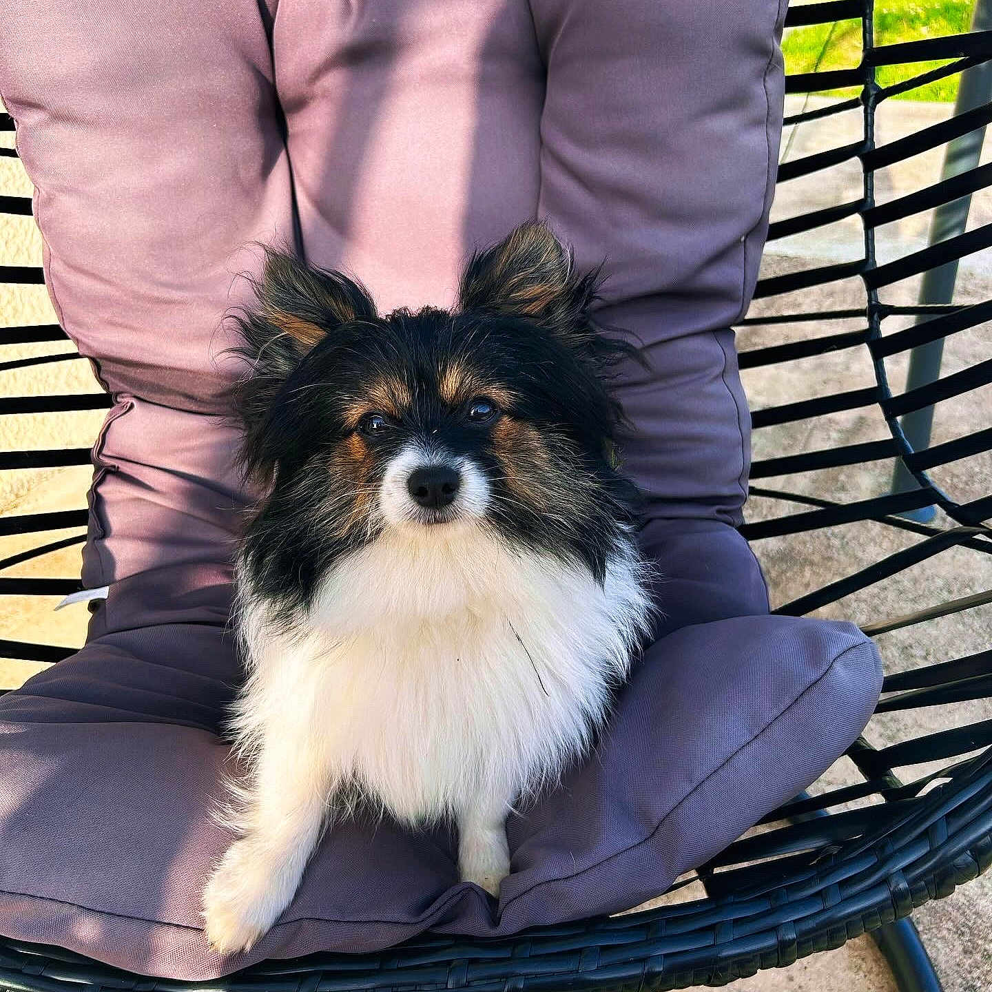Uper participe au concours pour gagner de l'argent avec cette photo : animal, canine, chair, cockerspaniel, cushion, dog, face, furniture, grass, head, homedecor, papillon, person, pet, photography, plant, portrait, puppy, racket, sport