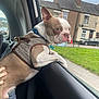 animal, boston_terrier, building, canine, car, curious, daytime, dog, grass, hand, harness, leisure, outdoor, pet, residential, side_view, street, travel, urban, window