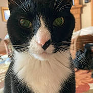Sarge is registered to the contest to win money with this photo: animal, black_and_white, blurred_background, cat, close_up, cozy, curious, domestic_animal, face, feline, fur, green_eyes, home, indoor, looking, nose, pet, portrait, tuxedo_cat, whiskers