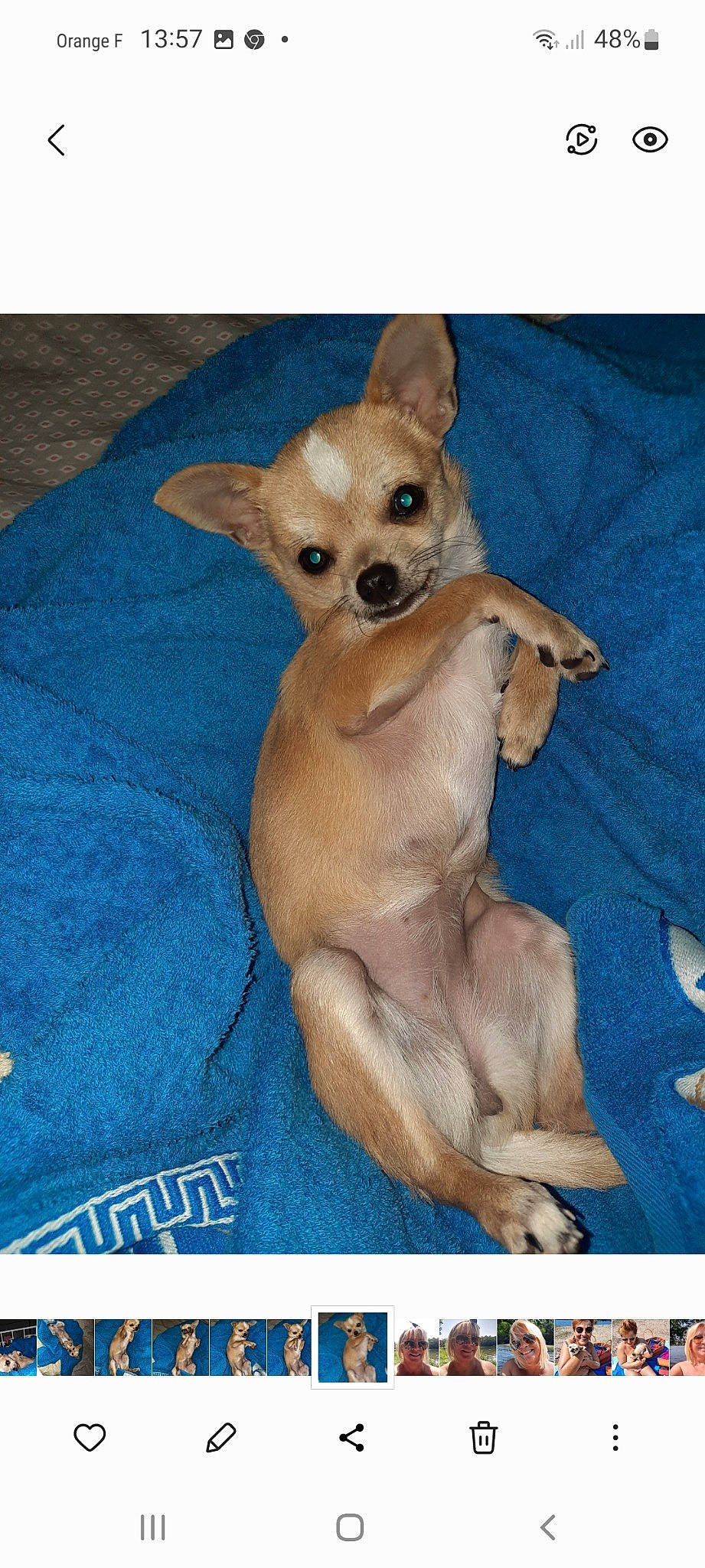 Sissi a rejoint le concours — aidez-le/la à gagner de superbes lots ! canidae, carnivore, comfort, companion_dog, dog, dog_breed, dog_supply, electric_blue, fawn, fur, non_sporting_group, paw, snout, tail, terrestrial_animal, toy_dog, whiskers, working_animal