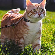 Kuzya a rejoint le concours — aidez-le/la à gagner de superbes lots ! cat, orange_tabby, outdoor, grass, collar, leash, pet, sunlight, animal, feline, whiskers, ears, alert, nature, daylight, closeup, mammal, cute, domestic_cat, walking