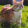 cat, orange_tabby, outdoor, grass, collar, leash, pet, sunlight, animal, feline, whiskers, ears, alert, nature, daylight, closeup, mammal, cute, domestic_cat, walking