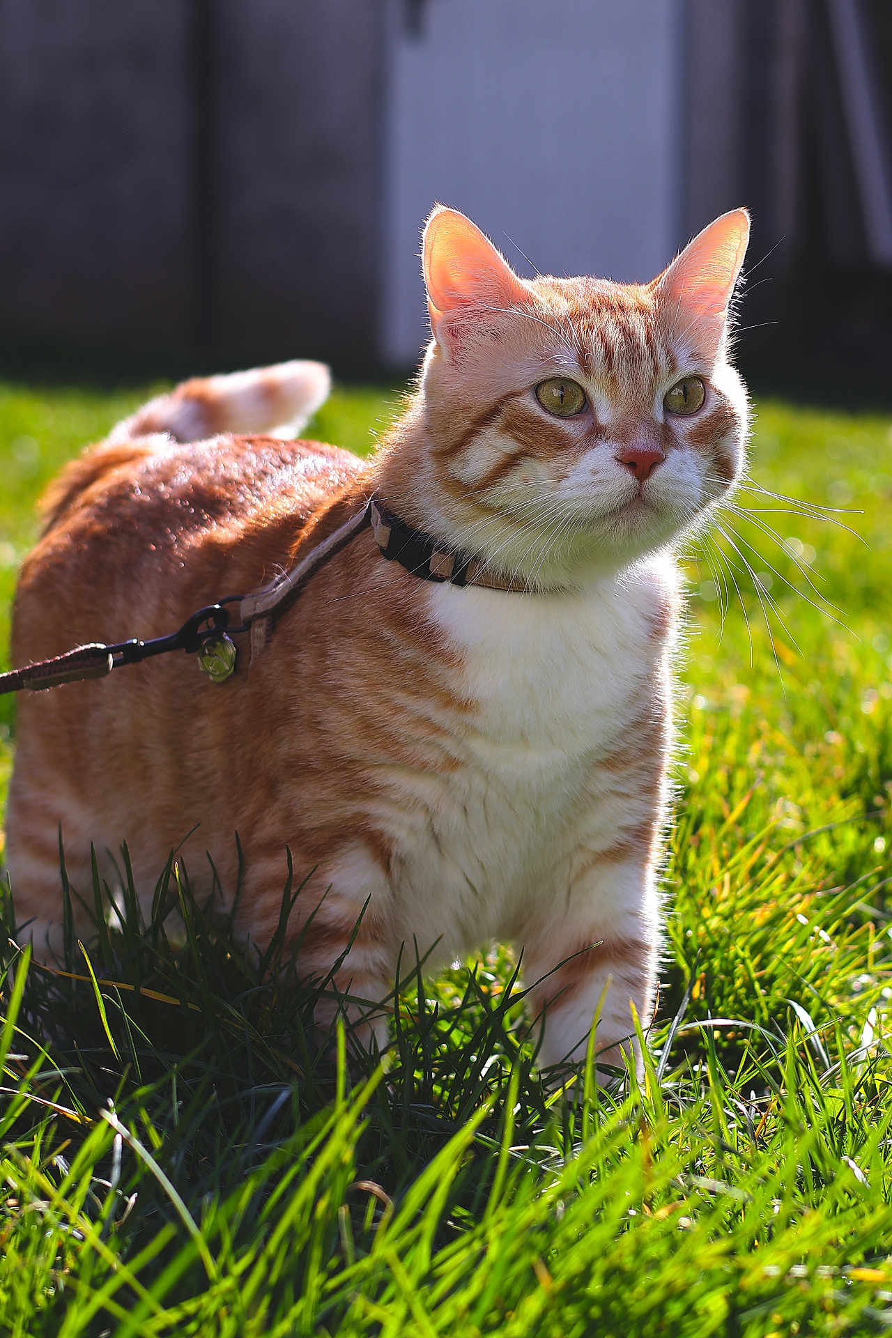 Kuzya a rejoint le concours — aidez-le/la à gagner de superbes lots ! cat, orange_tabby, outdoor, grass, collar, leash, pet, sunlight, animal, feline, whiskers, ears, alert, nature, daylight, closeup, mammal, cute, domestic_cat, walking