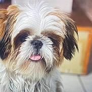Pablo a rejoint le concours — aidez-le/la à gagner de superbes lots ! dog, pet, cute, fluffy, tongue_out, close_up, indoor, fur, animal, portrait, friendly, small_dog, mammal, whiskers, face, adorable, furry, companion, domestic_animal, canine
