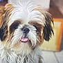 dog, pet, cute, fluffy, tongue_out, close_up, indoor, fur, animal, portrait, friendly, small_dog, mammal, whiskers, face, adorable, furry, companion, domestic_animal, canine