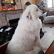 Oural a rejoint le concours — aidez-le/la à gagner de superbes lots ! adult, animal, architecture, building, candle, canine, clothing, couch, dog, eskimodog, female, footwear, furniture, indoors, livingroom, person, pet, room, shoe, woman