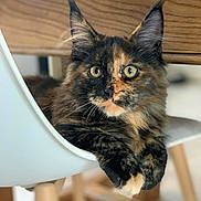 Uza participe au concours pour gagner de l'argent avec cette photo : abyssinian, angora, animal, brasssection, cat, chair, diningtable, furniture, hardwood, horn, indoors, interiordesign, kitten, manx, musicalinstrument, pet, plywood, stainedwood, table, wood