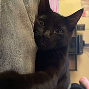 Skrim joined the competition — help win amazing prizes! animal, black_cat, blanket, cat, closeup, cozy, curious, cute, ears, feline, fur, home, indoor, looking, paw, pet, reaching, relaxed, soft, whiskers