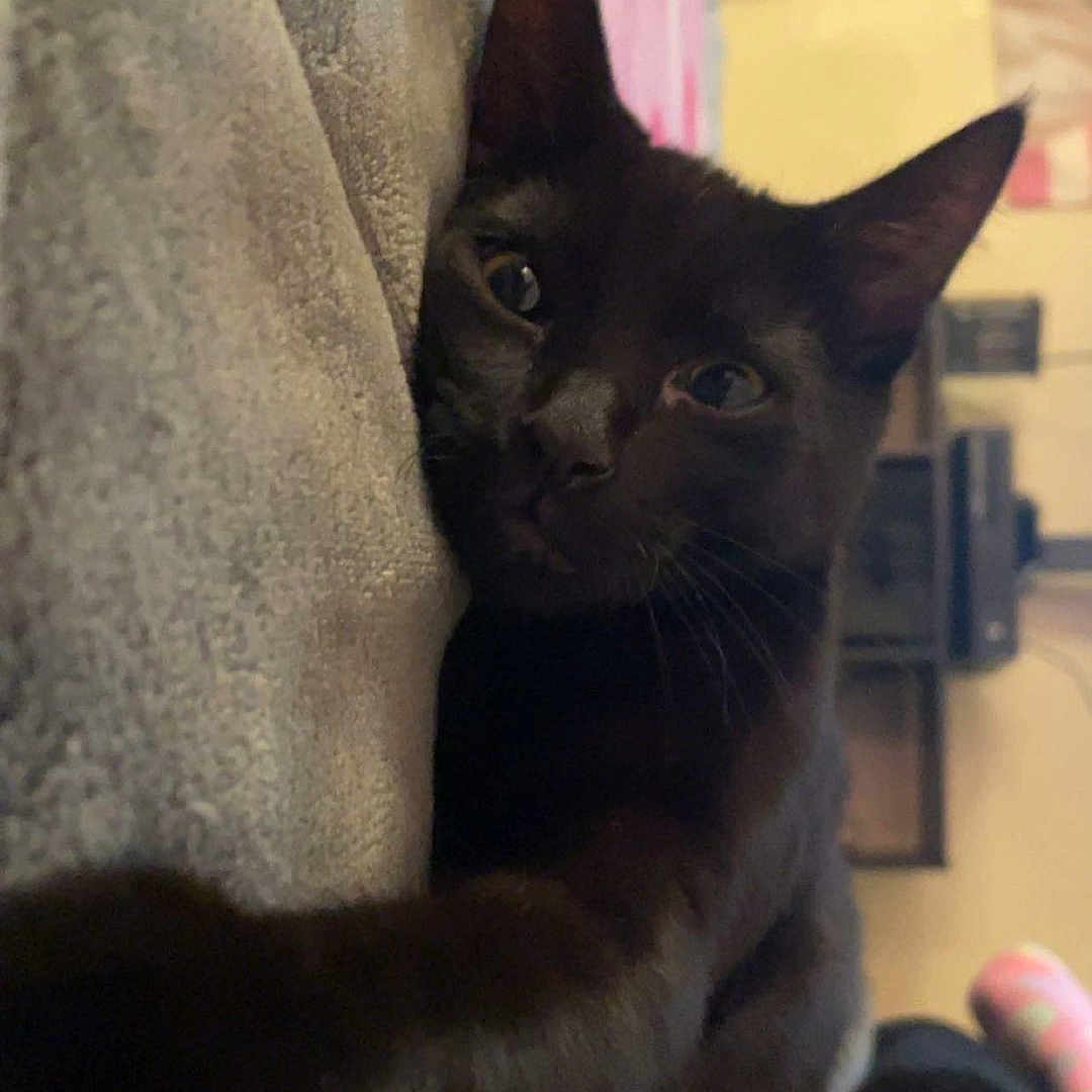 Skrim joined the competition — help win amazing prizes! animal, black_cat, blanket, cat, closeup, cozy, curious, cute, ears, feline, fur, home, indoor, looking, paw, pet, reaching, relaxed, soft, whiskers