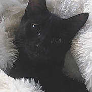 Skrim is registered to the contest to win money with this photo: black_cat, kitten, fluffy_blanket, cozy, pet, animal, cute, fur, whiskers, ears, soft_texture, indoor, close_up, resting, curious_eyes, comfort, sleepy, adorable, feline, snuggled