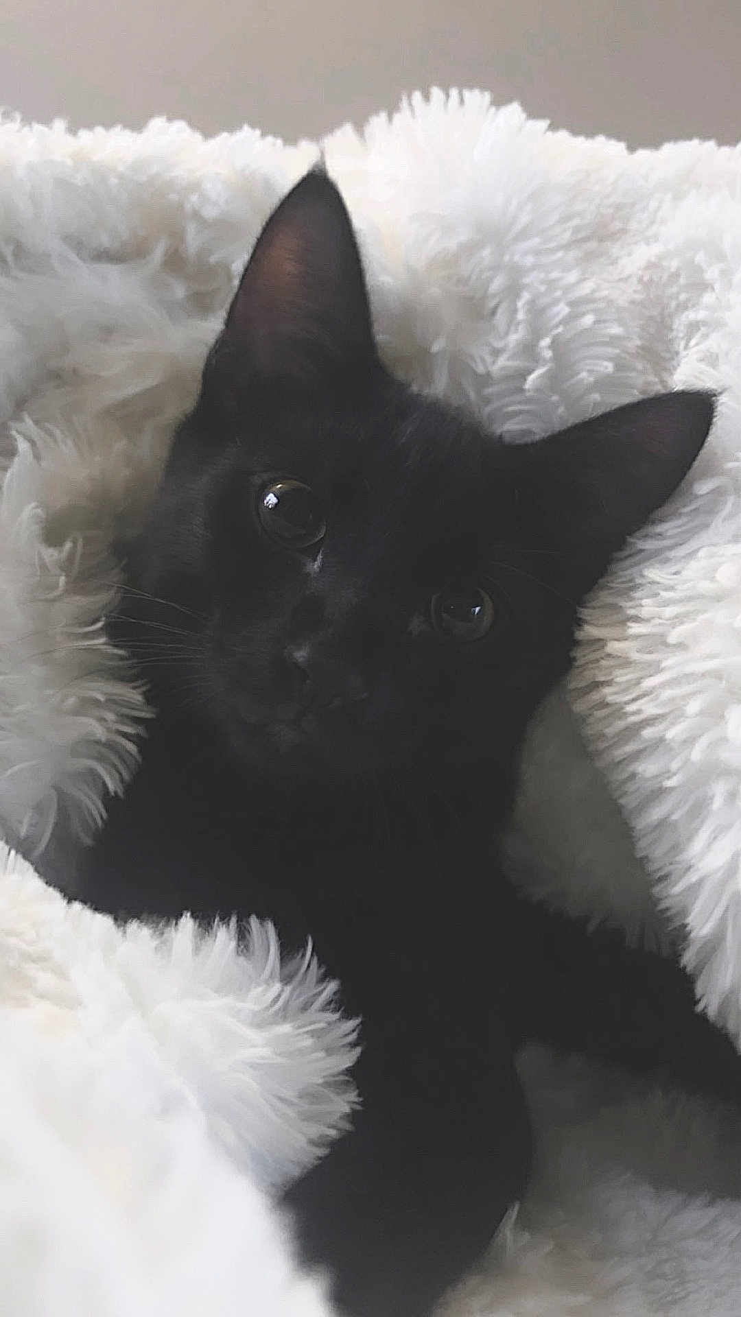 Skrim is registered to the contest to win money with this photo: black_cat, kitten, fluffy_blanket, cozy, pet, animal, cute, fur, whiskers, ears, soft_texture, indoor, close_up, resting, curious_eyes, comfort, sleepy, adorable, feline, snuggled