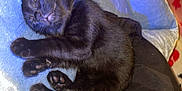 Skrim joined the competition — help win amazing prizes! black_kitten, sleeping, cat, paw, fur, blanket, soft, cozy, pet, animal, cute, resting, indoors, small, young, relaxed, comfort, blue_blanket, feline, nap