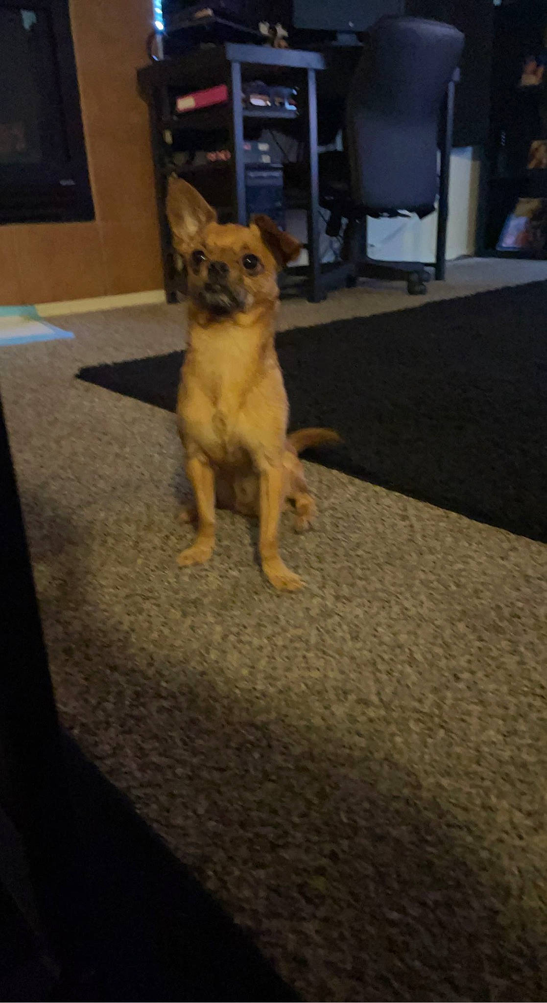 Marley is registered to the contest to win money with this photo: carnivore, companion_dog, dog, dog_breed, fawn, felidae, floor, flooring, fur, german_shepherd_dog, human_leg, paw, road_surface, small_to_medium_sized_cats, snout, sporting_group, tail, toy_dog, whiskers, wood