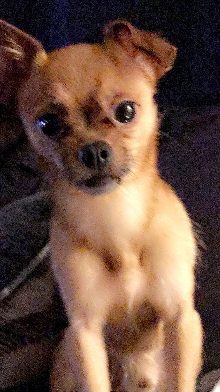 Marley joined the competition — help win amazing prizes! ancient_dog_breeds, canidae, carnivore, chihuahua, companion_dog, corgi_chihuahua, dog, dog_breed, ear, fawn, fur, non_sporting_group, puppy, snout, sporting_group, terrestrial_animal, toy_dog, whiskers, working_animal