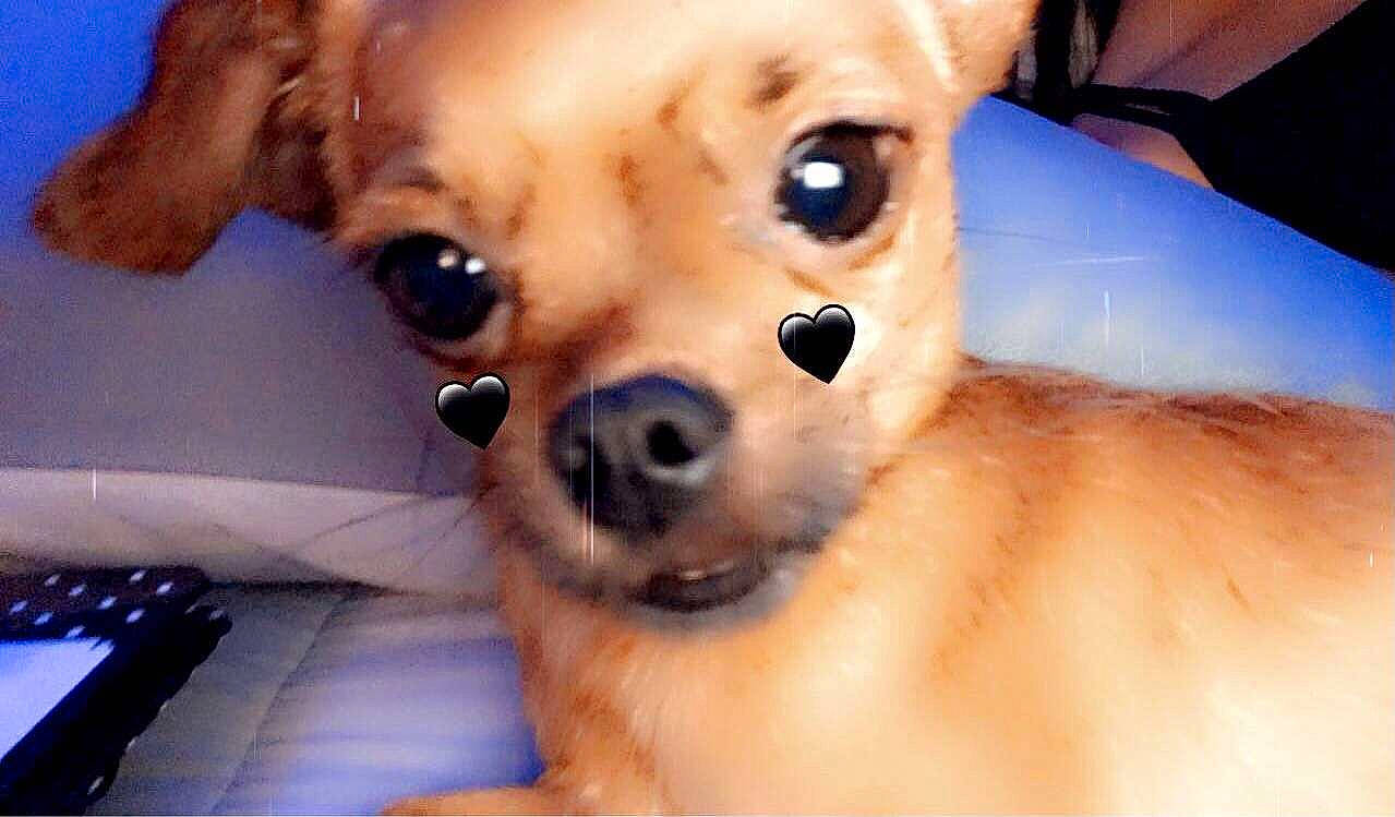 Marley joined the competition — help win amazing prizes! canidae, carnivore, chihuahua, close_up, companion_dog, corgi_chihuahua, dog, dog_breed, ear, fawn, fur, non_sporting_group, paw, puppy, snout, spitz, sporting_group, toy_dog, whiskers, working_animal