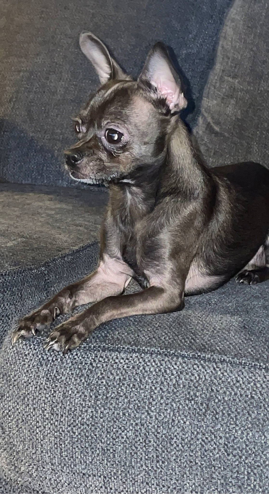 Caponie joined the competition — help win amazing prizes! canidae, carnivore, chihuahua, comfort, companion_dog, corgi_chihuahua, dog, dog_breed, ear, fawn, fur, grey, non_sporting_group, snout, sporting_group, terrestrial_animal, toy_dog, whiskers, working_animal