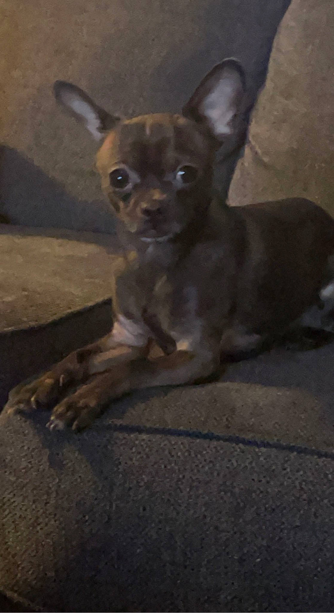 Caponie joined the competition — help win amazing prizes! canidae, carnivore, chihuahua, companion_dog, corgi_chihuahua, dog, dog_breed, ear, fawn, fur, non_sporting_group, paw, russkiy_toy, snout, sporting_group, tail, terrestrial_animal, toy_dog, whiskers, working_animal