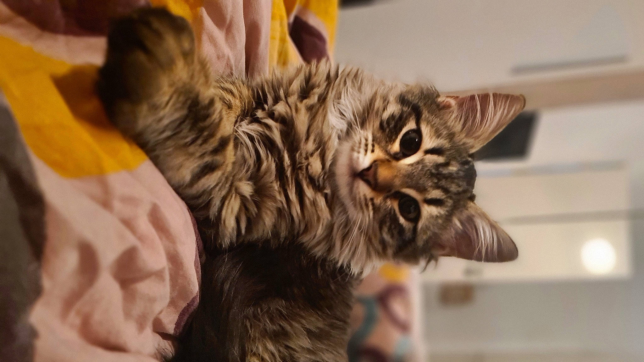 Shiro participe au concours pour gagner de l'argent avec cette photo : carnivore, cat, claw, comfort, domestic_short_haired_cat, ear, felidae, fur, maine_coon, natural_material, paw, small_to_medium_sized_cats, whiskers