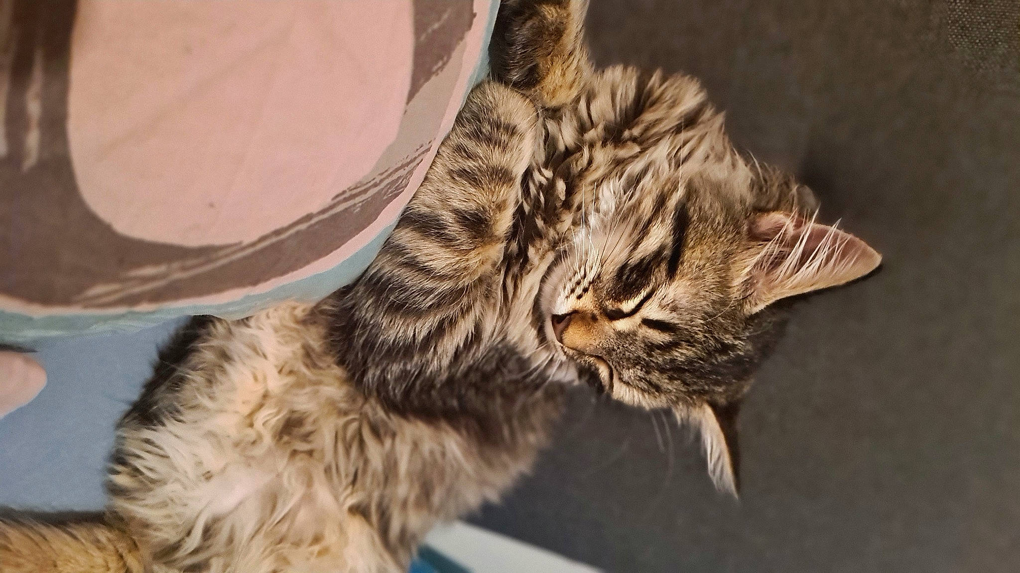 Shiro participe au concours pour gagner de l'argent avec cette photo : carnivore, cat, claw, domestic_short_haired_cat, felidae, fur, maine_coon, paw, small_to_medium_sized_cats, terrestrial_animal, tree, whiskers