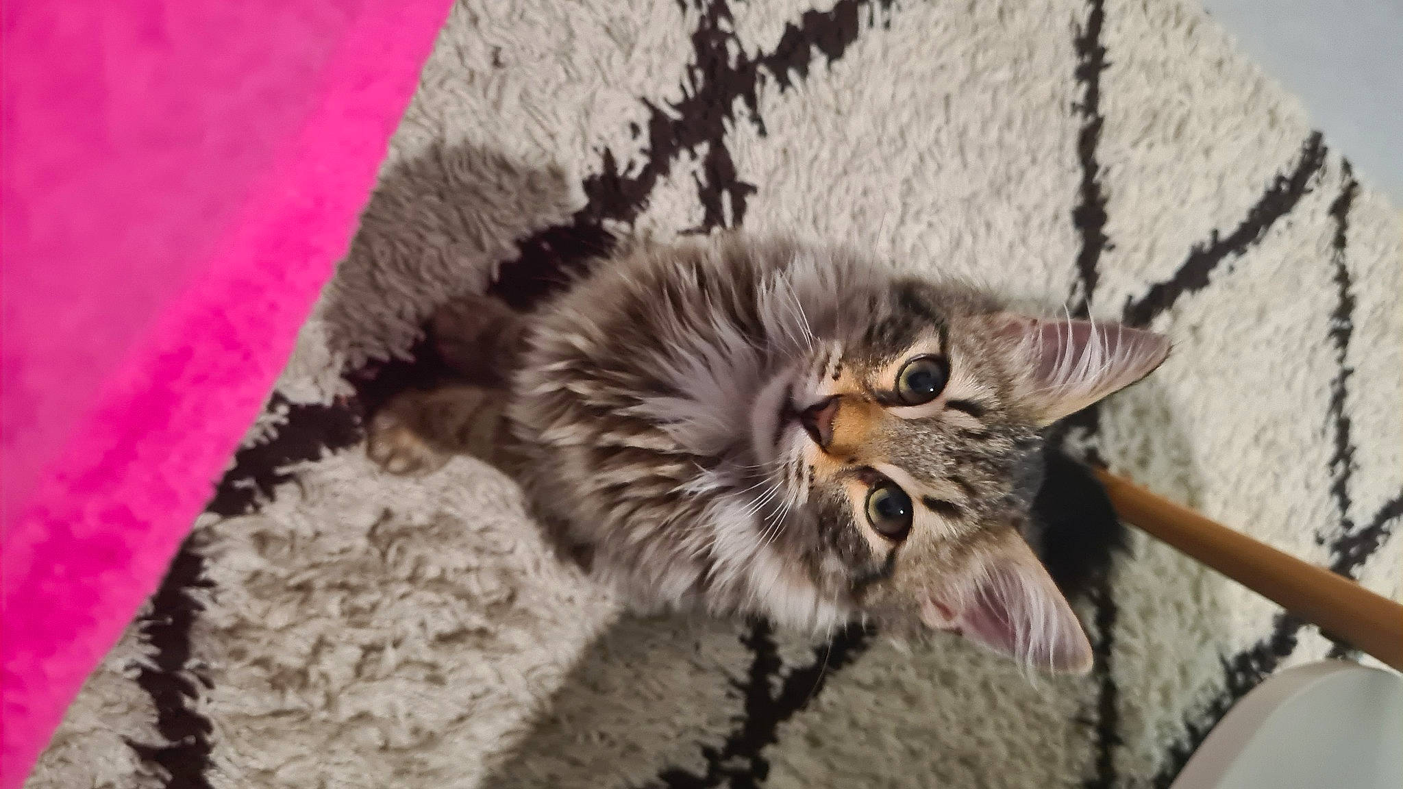 Shiro participe au concours pour gagner de l'argent avec cette photo : carnivore, cat, claw, domestic_short_haired_cat, fawn, felidae, fur, maine_coon, paw, small_to_medium_sized_cats, snout, tail, terrestrial_animal, whiskers, wildlife, wood