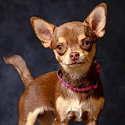 Vesper participe au concours pour gagner de l'argent avec cette photo : dog, chihuahua, small_dog, pet, animal, brown_fur, tan_fur, collar, pink_collar, close_up, portrait, studio_lighting, cute, alert, ears_up, standing, looking_at_camera, domestic_animal, furry, canine