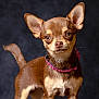 dog, chihuahua, small_dog, pet, animal, brown_fur, tan_fur, collar, pink_collar, close_up, portrait, studio_lighting, cute, alert, ears_up, standing, looking_at_camera, domestic_animal, furry, canine