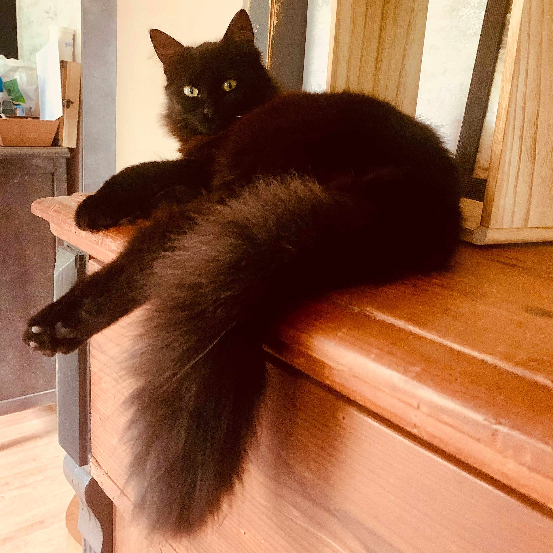 Chadoo participe au concours pour gagner de l'argent avec cette photo : animal, black_cat, bright_eyes, cat, close_up, cozy, domestic, fluffy, fur, furniture, indoor, long_tail, looking_at_camera, pet, quiet, relaxed, resting, tail, warm_lighting, wooden_surface
