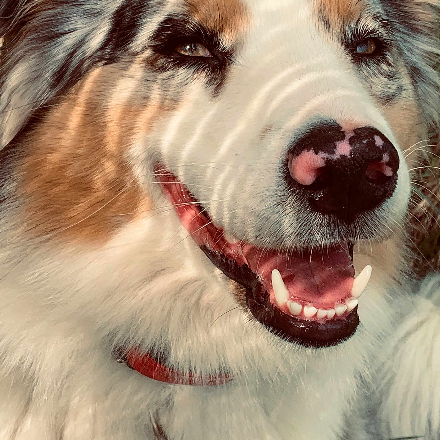 Oséa participe au concours pour gagner de l'argent avec cette photo : animal, canine, close_up, collar, dog, expression, eyes, fluffy, friendly, fur, happy, mouth, muzzle, nose, outdoor, pet, portrait, smiling, sunlight, teeth