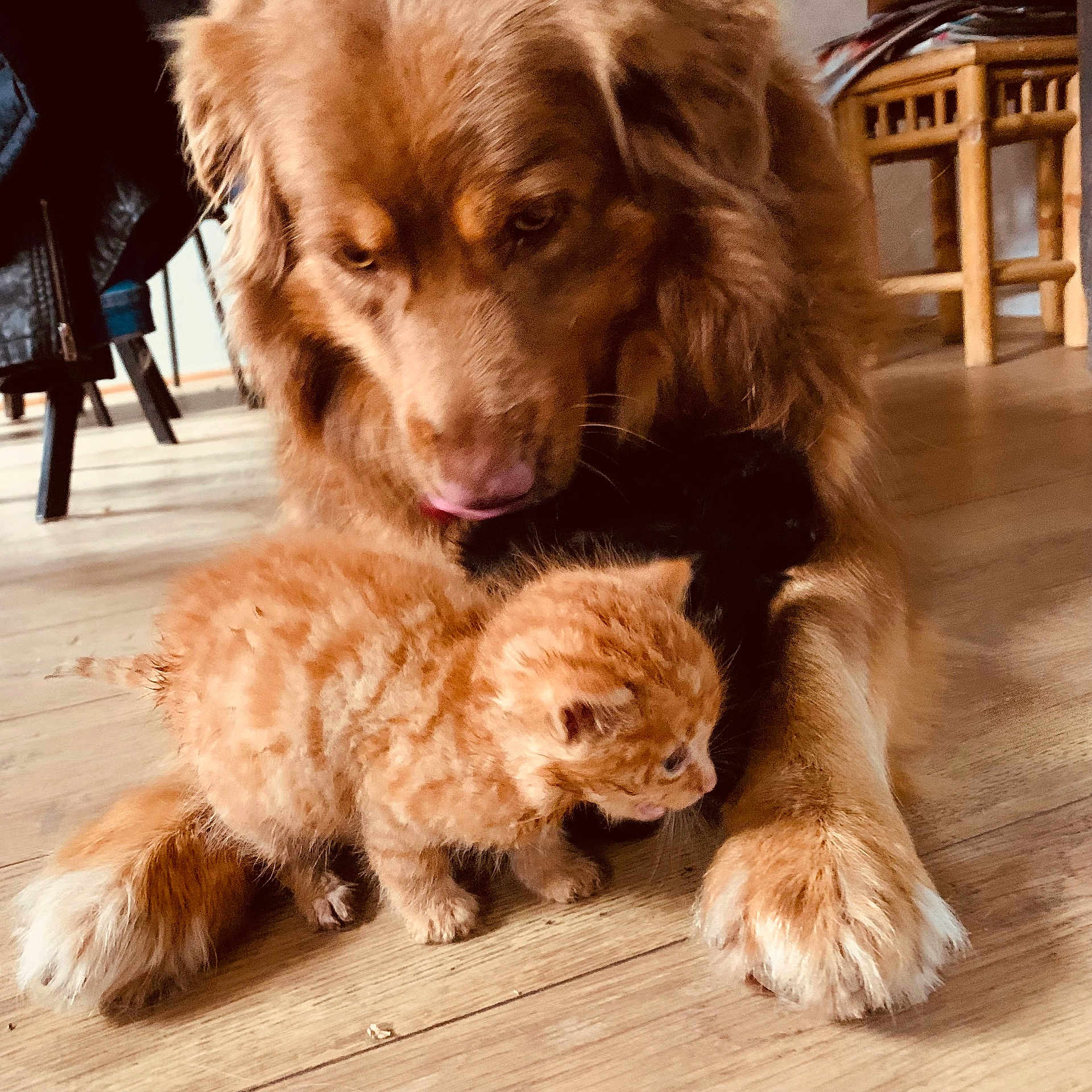 Isis participe au concours pour gagner de l'argent avec cette photo : animal, brown, cat, companion, curious, cute, dog, domestic_animal, floor, friendship, fur, furniture, indoor, kitten, large, mammal, orange, pet, small, wooden_floor