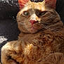 abyssinian, angora, animal, armchair, bodypart, cat, chair, couch, furniture, hardwood, homedecor, kitten, manx, mouth, person, pet, siamese, sleeping, tongue, wood