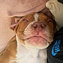 Milo a rejoint le concours — aidez-le/la à gagner de superbes lots ! animal, blanket, brown, closeup, clothing, comfort, companion, cute, dog, indoor, nike, person, pet, puppy, relaxed, resting, sleeping, snuggling, soft, white