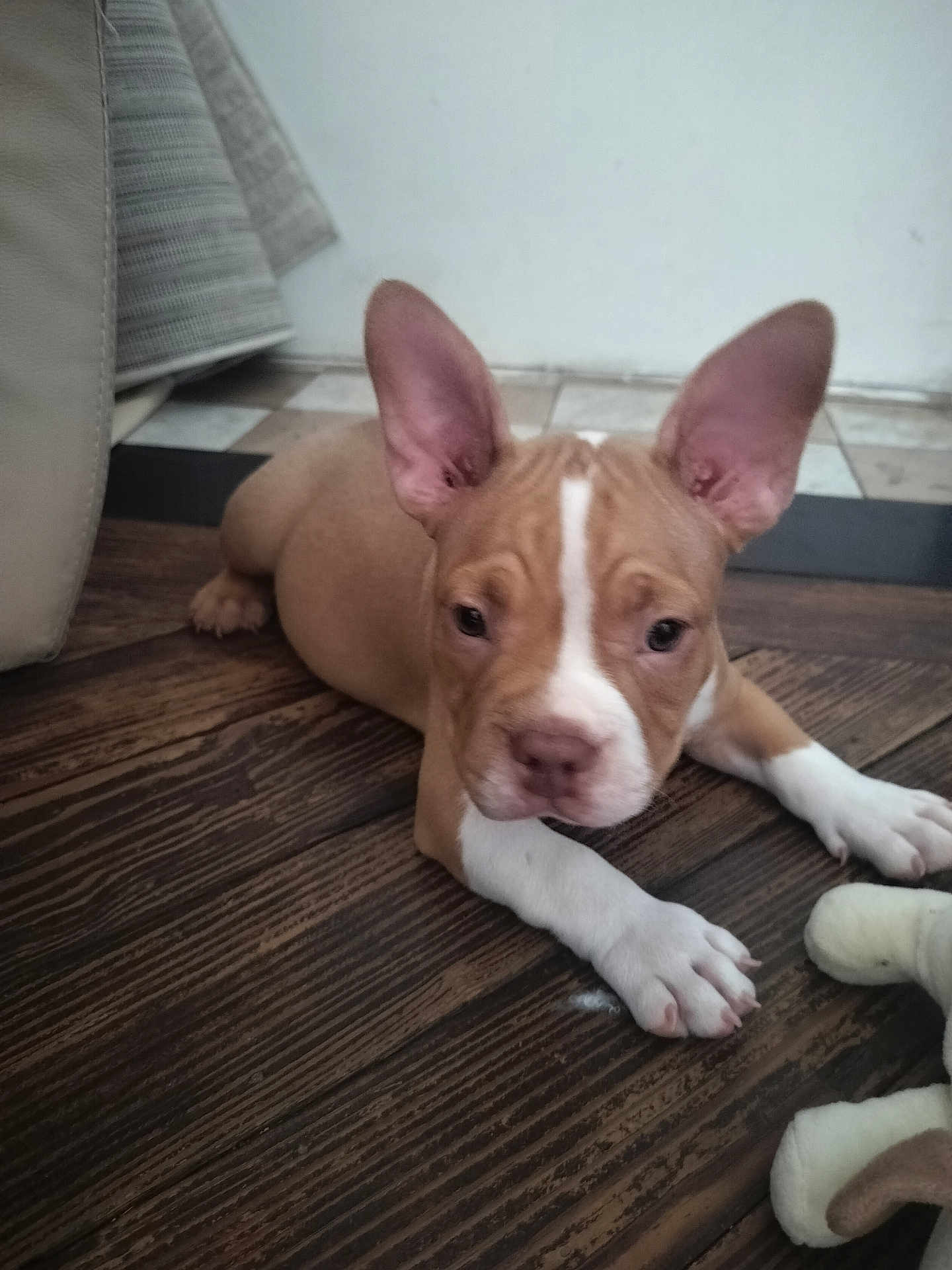 Milo