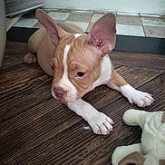 Milo participe au concours pour gagner de l'argent avec cette photo : puppy, dog, pet, floor, wooden_floor, plush_toy, ears, brown, white, indoor, tile_floor, curious, young, animal, cute, lying_down, toy, closeup, domestic_animal, small